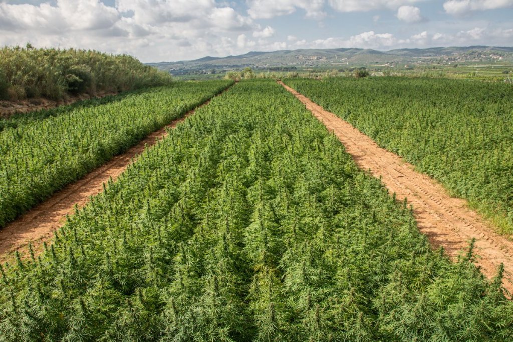 Proper Senescence: Understanding Aging, Reproduction and Quality in Cannabis Crop